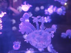 -华夏文旅西安度假区