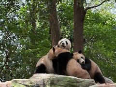 -中国大熊猫保护研究中心雅安碧峰峡基地