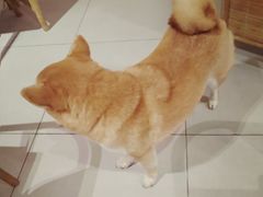 -柴务处·柴犬主题狗咖