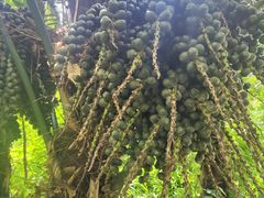 -广西壮族自治区药用植物园