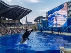 -上海海昌海洋公园