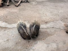 -昆明动物园