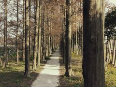 -上海长兴岛郊野公园