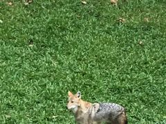 -清迈夜间动物园