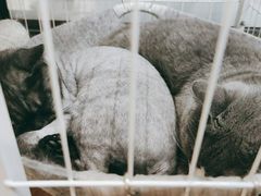 -乐果甜心·潮汕冰室(南澳后宅分店)