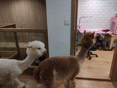 -藦茜花园宠物主题亲子互动体验馆(国顺东路店)