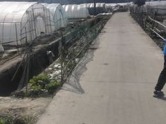 -小鱼草莓采摘园农家乐·小鱼餐厅