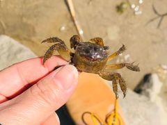 -吴淞炮台湾湿地森林公园烧烤区