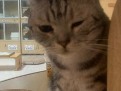 -猫和宫(六道口店)
