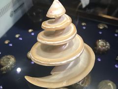 -青岛贝壳博物馆