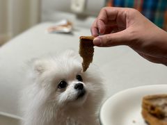 -多乐狗狗宠物训练工作室