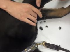 -嘉馨宠物医院·CT影像转诊·心脏科·犬猫全科诊疗中心(下沙大学城院区)