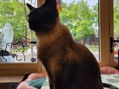 -猫小院猫主题餐厅(南锣旗舰店)
