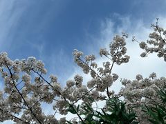 -新虹桥中心花园