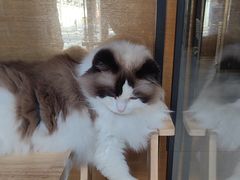 -猫十亿·布偶金渐层·曼基康矮脚猫舍(青年路店)
