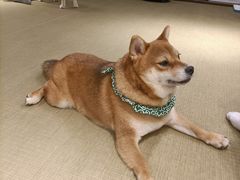 -逗柴咖啡屋·狗咖猫咖宠物桌游
