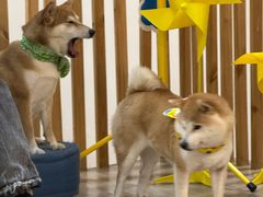-柴迷FANS CLUB·柴犬狗咖·猫咖