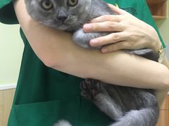 -瑞鹏宠物医院·骨科·猫科·内科(第一中心)