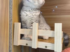 -momokira米努特·德文卷毛猫·棉花面纱犬