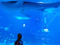 -烟台海昌鲸鲨海洋公园