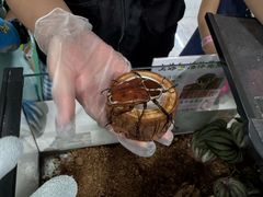 -上海大自然野生昆虫馆(东方明珠·爬宠昆虫探索中心)