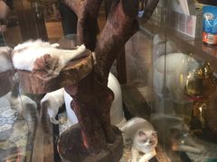 -more than meow吴止猫主题餐厅(承德 中船汇店)