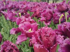 -大宁郁金香公园-停车场