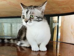 -藏猫猫咖啡主题馆(中央大道店)