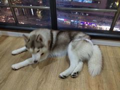 -Husky Go! 哈士奇体验馆·宠物咖啡厅狗咖