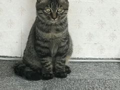 -宠爱国际动物医院·消化内科·心肾内科·ISFM猫友好(望京店)