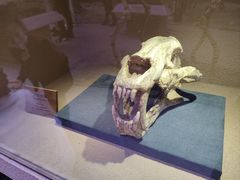 -陕西自然博物馆