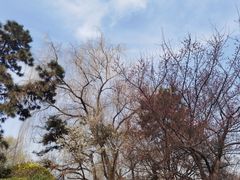 -西安乐游原