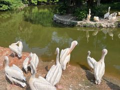 -深圳野生动物园