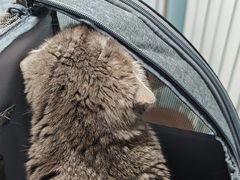 -纳吉亚猫专科动物诊疗中心(蒋宅口分院)