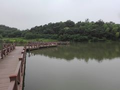 -大塘金香草谷