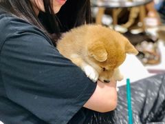 -逗柴咖啡屋·狗咖猫咖宠物桌游