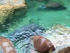 -珠海长隆海洋王国