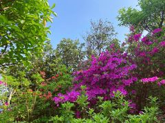 -梧桐山风景名胜区