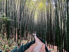 -杭州植物园