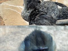 -云南野生动物园
