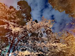 -武汉大学-樱园