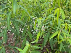 -中国科学院西双版纳热带植物园