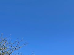 -广东惠东海龟国家级自然保护区