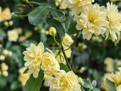 -三圣花乡旅游区