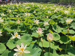 -莲花池公园