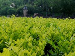 -徐家汇源景区-衡山公园