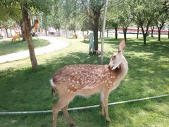 -北京鹿世界主题园