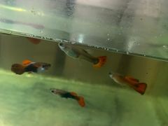 -宝鸡东道花鸟鱼虫市场(吉利花园商场店)