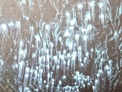 -怀托摩萤火虫洞