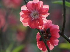-桃花涧